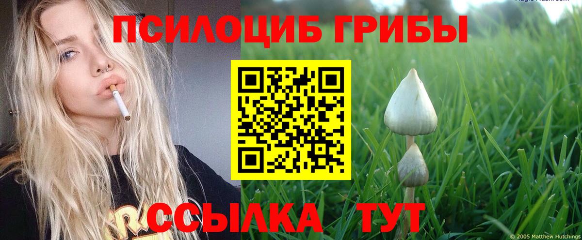 Псилоцибиновые грибы мицелий Елизово